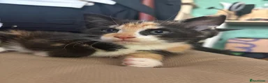 Calico girl