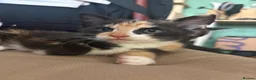 Mixed Breed cats for sale: Adorable kittens ready for loving homes - Advert 12