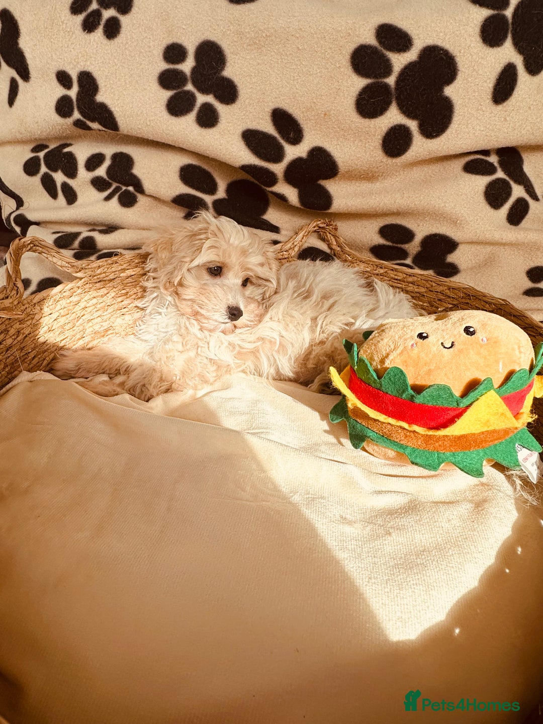 Maltipoo dogs for sale: F1 Toy Maltipoo puppys   - Image 16