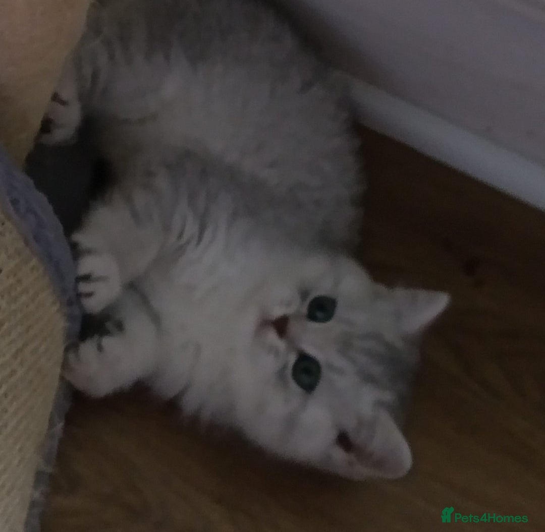 British Shorthair cats for sale: Beautiful  British Shorthair kittens  - Advert 18