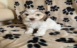 Cockapoo dogs for sale: Beautiful Cockapoo puppies - Image 2