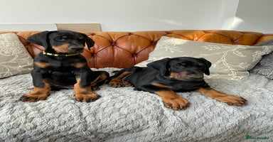 Dobermann dogs - Advert 1