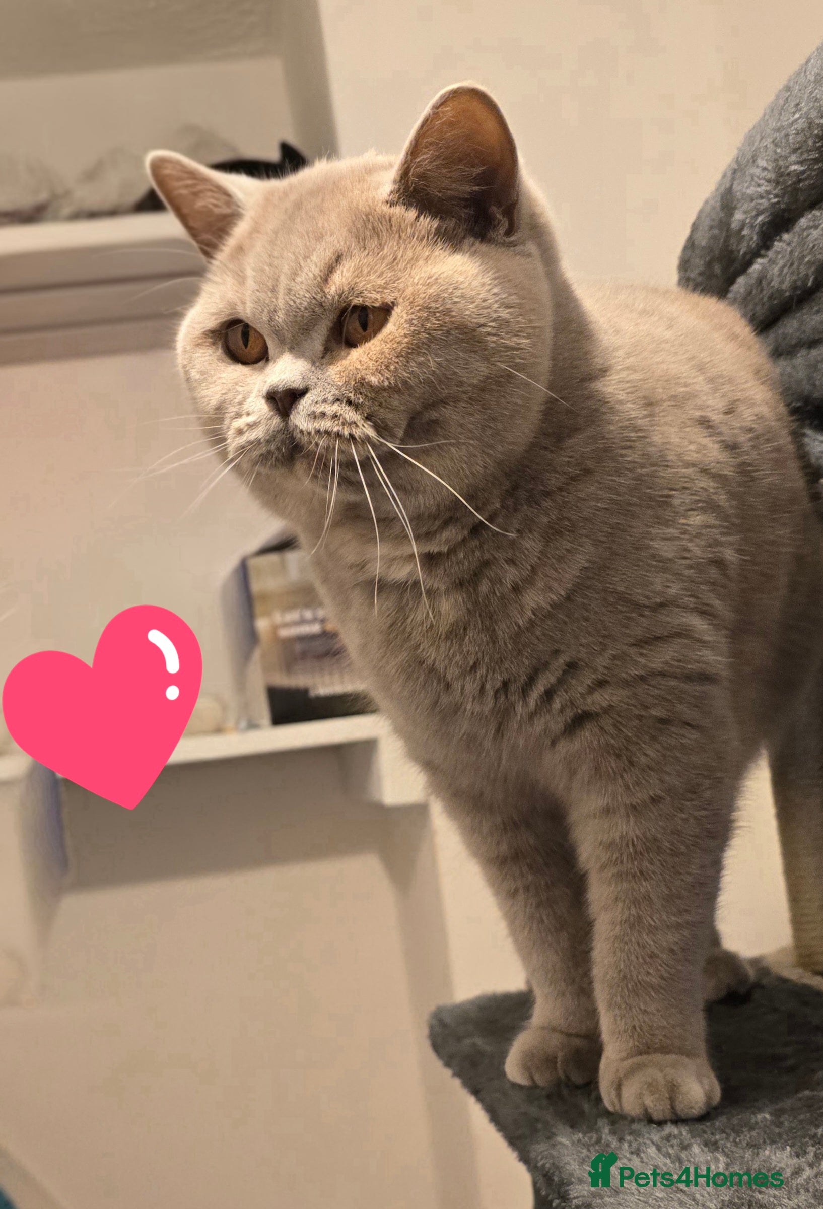 British Shorthair cats ACTIVE BSH LILAC TORTIE GCCF & TICA REGISTERED  - Advert 16