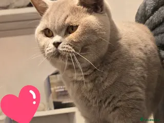 British Shorthair cats ACTIVE BSH LILAC TORTIE GCCF & TICA REGISTERED - Advert 16