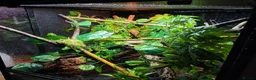 Gecko reptiles for sale: Stunning Female Bauer's Chameleon Gecko - Advert 5