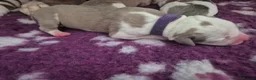 American Bulldog dogs for sale: 7 absolutely stunning puppies available  - Advert 24