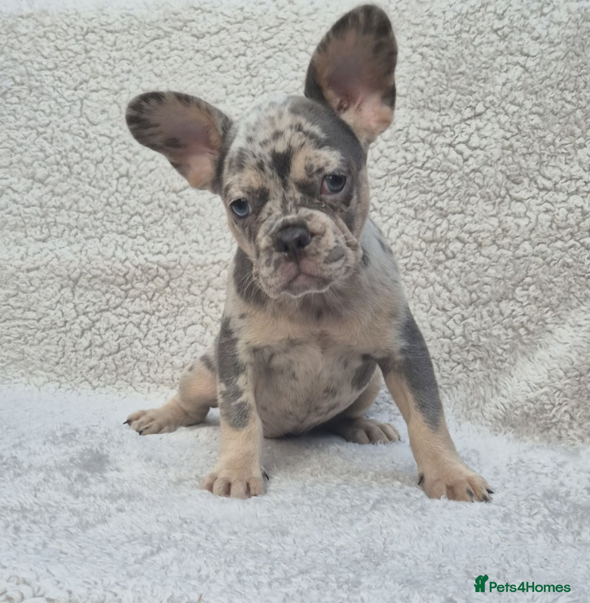 French Bulldog dogs PRICE DROP - Health Tested & Ready To Leave  - Advert 1