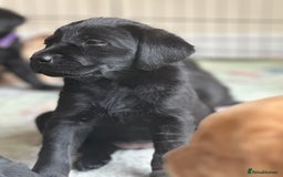 Labrador Retriever dogs for sale: 2beautiful black puppiesAVAILABLE READY to leave. - Image 17
