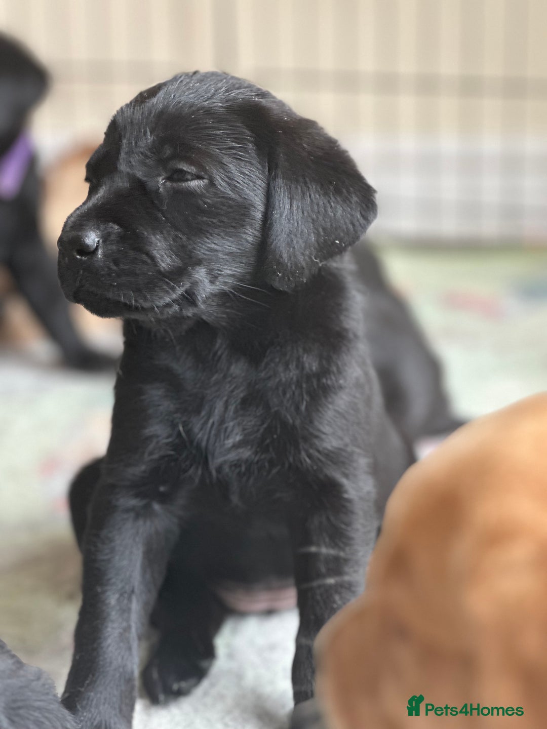 Labrador Retriever dogs for sale: 2beautiful black puppiesAVAILABLE READY to leave. - Image 17