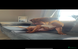 Mixed Breed dogs for sale: Beautiful Girl, sad circumstances  - Advert 10