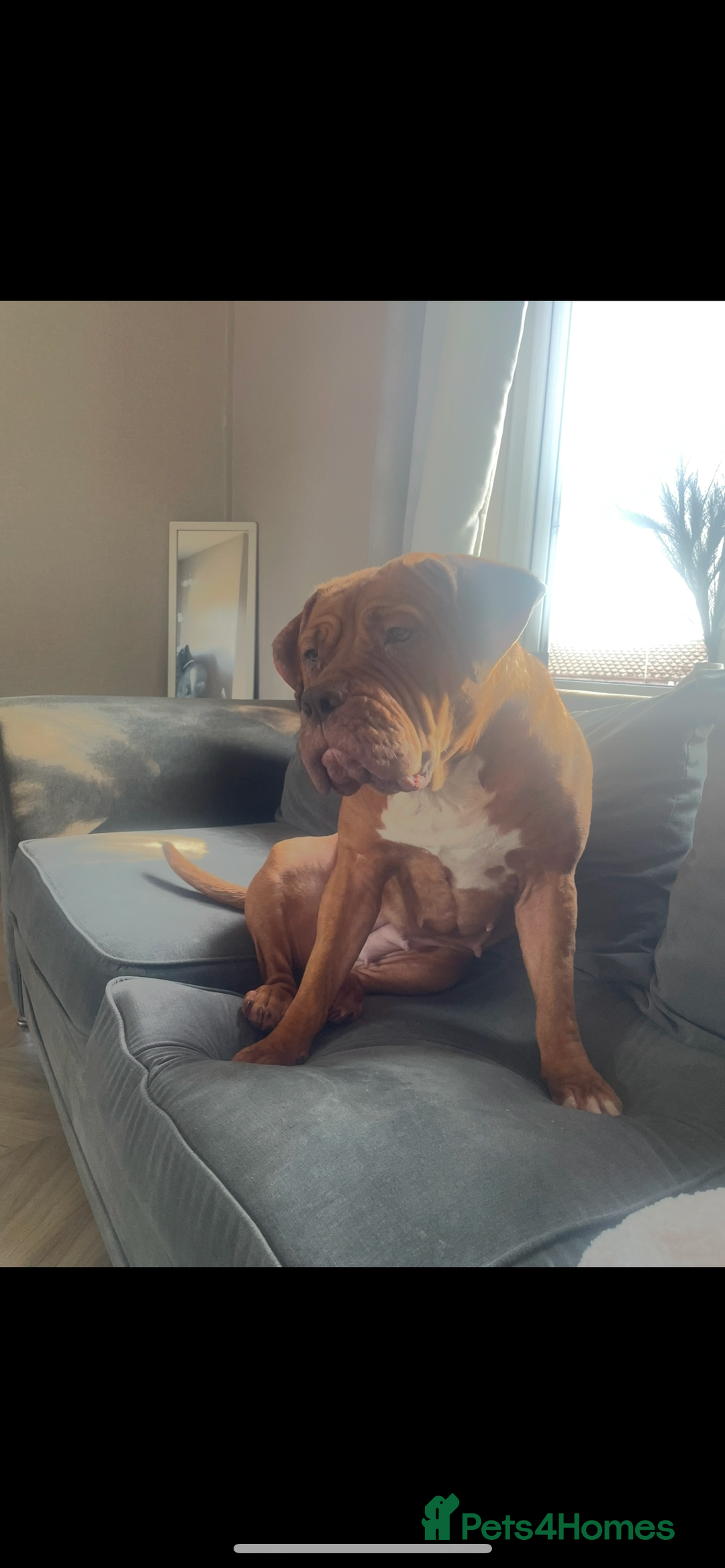 Mixed Breed dogs for sale: Beautiful Girl, sad circumstances  - Advert 10