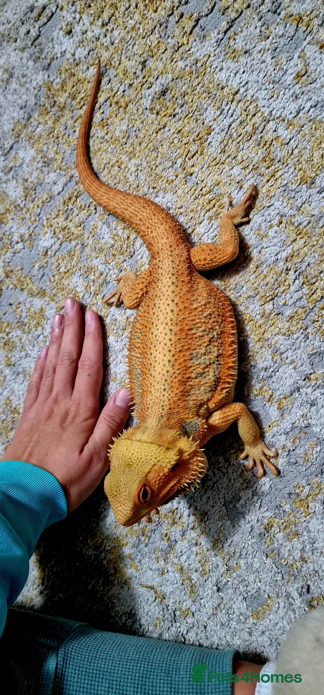 Bearded Dragon reptiles for sale: Blue Bar Lemon Hypo Bearded Dragon - Advert 6