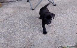 Labrador Retriever dogs for sale: Loving active homes wanted in Axminster - Image 25