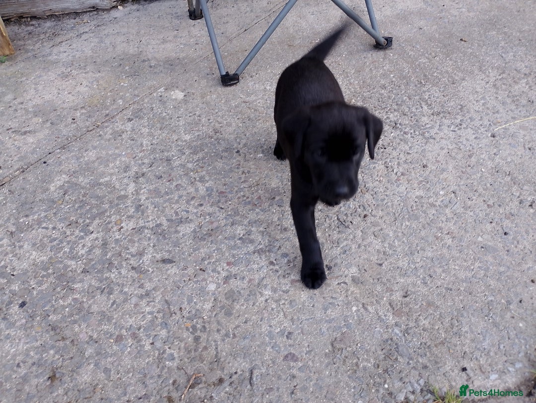 Labrador Retriever dogs for sale: Loving active homes wanted in Axminster - Image 25