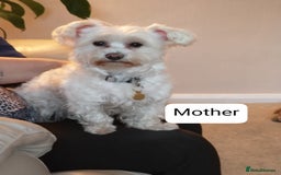 Maltese dogs for sale: Extra mini adorable pups in Bury - Image 25