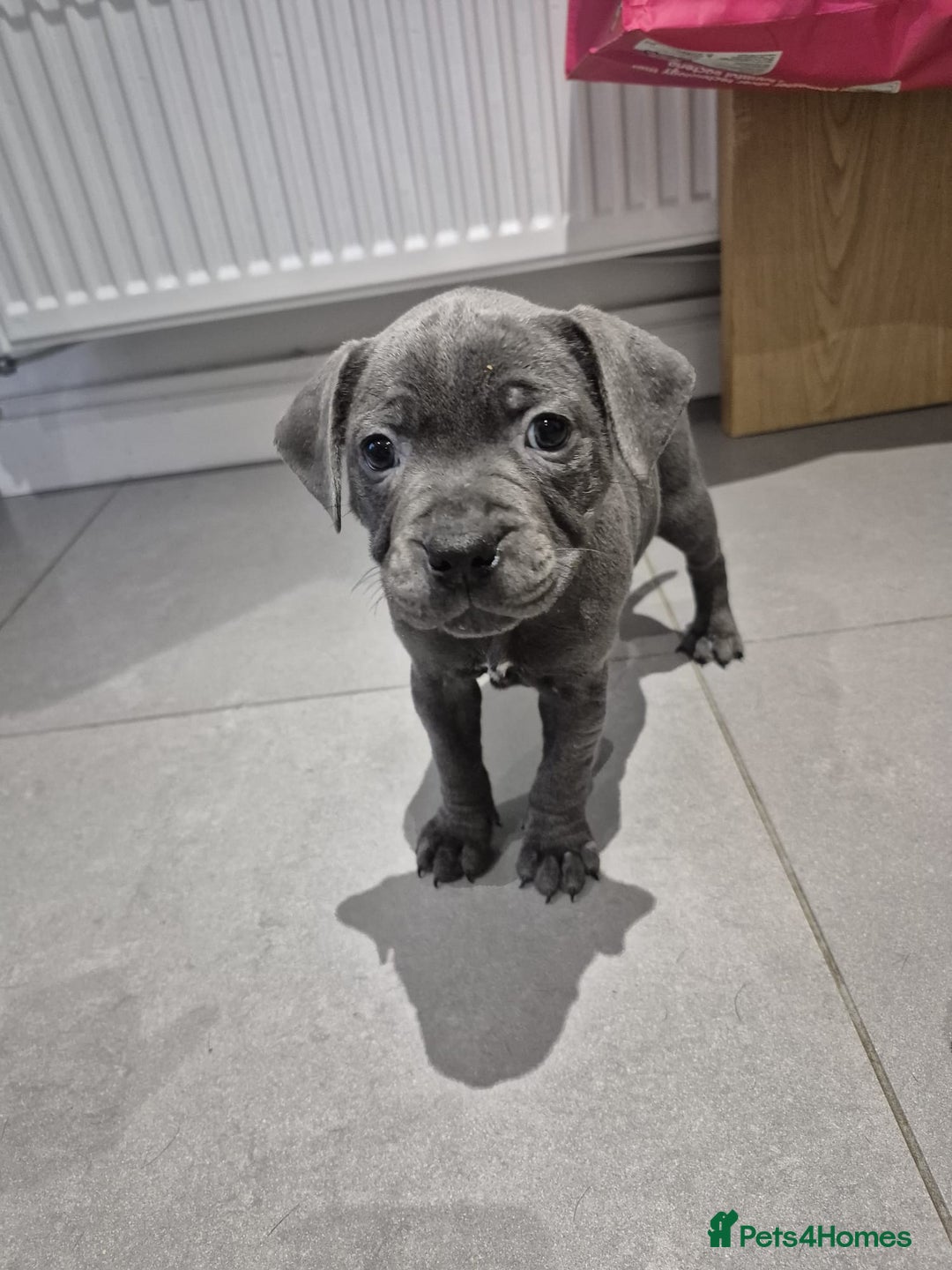 Staffordshire Bull Terrier dogs for sale: 10wk Old Blue Staffordshire Bull Terrier For Sale - Advert 5