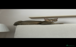 Mixed Breed cats for sale: Bambi - Image 2