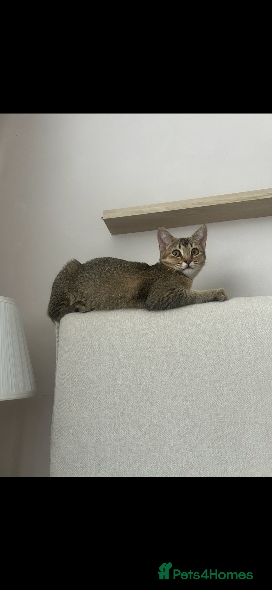 Mixed Breed cats for sale: Bambi - Image 2