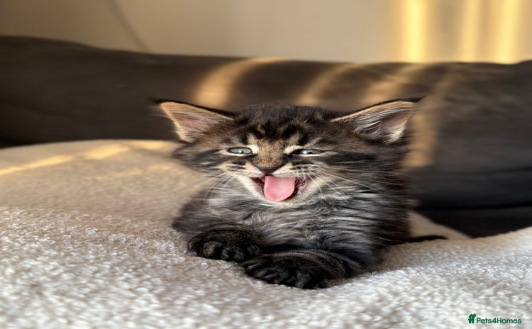 Maine Coon cats - Advert 1