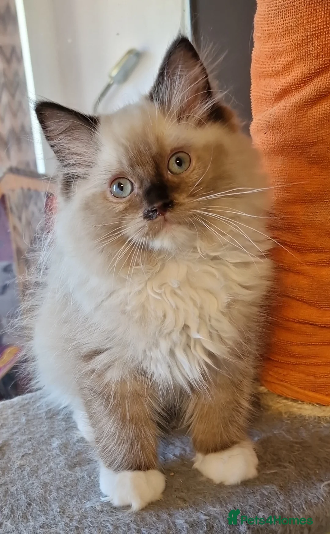 Ragdoll cats for sale: Lovely kittens ready for new parents  - Advert 2