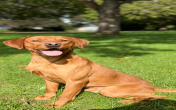Labrador Retriever dogs for stud: Stunning Red Dog Available At Stud - Image 4