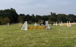 Irish Cob horses for sale: 13.1 fun loving all rounder  - Image 4