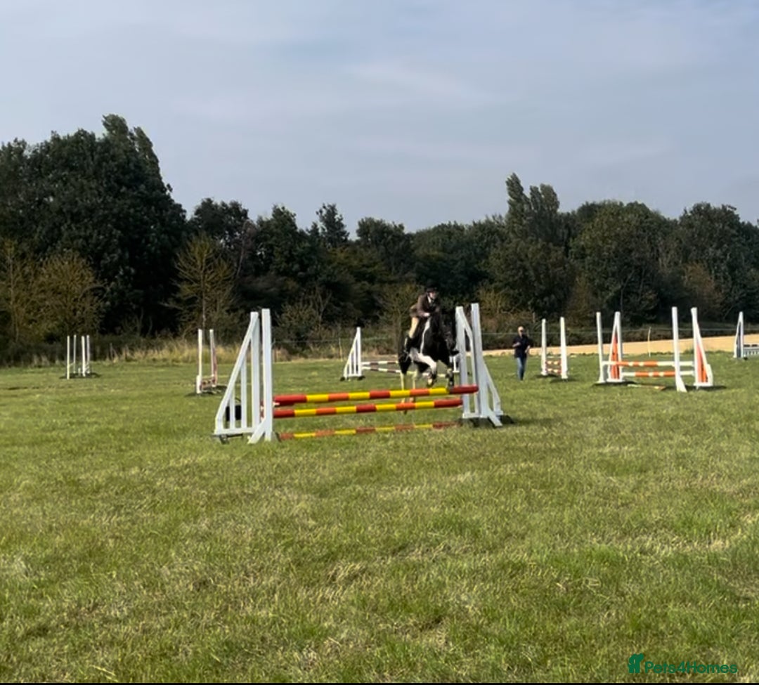 Irish Cob horses for sale: 13.1 fun loving all rounder  - Image 4