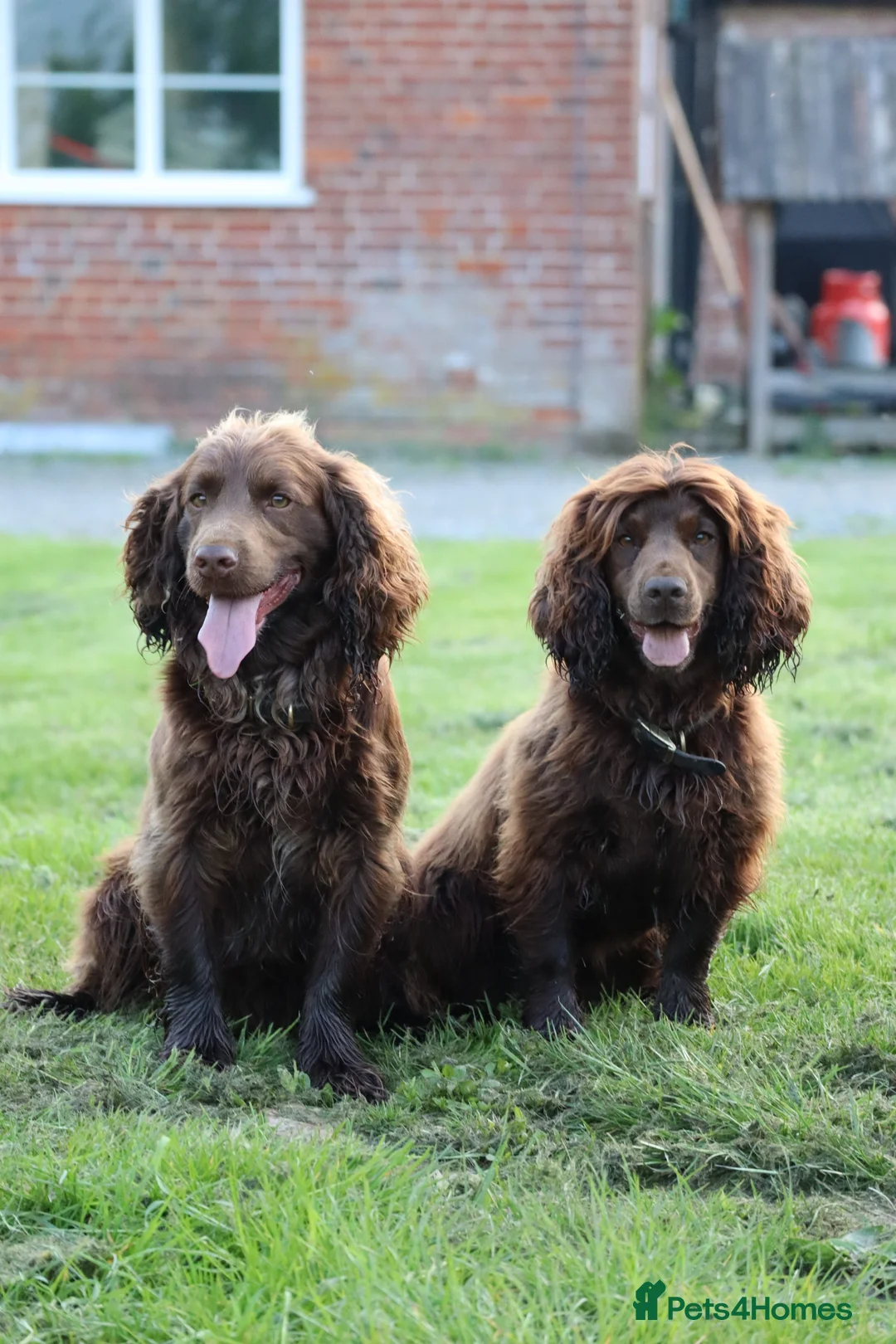 Cocker Spaniel dogs for sale: Beautiful Cocker Spaniel Puppies  - Advert 2