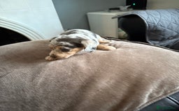 Mixed Breed dogs for sale: Doxiepoo  - Advert 8