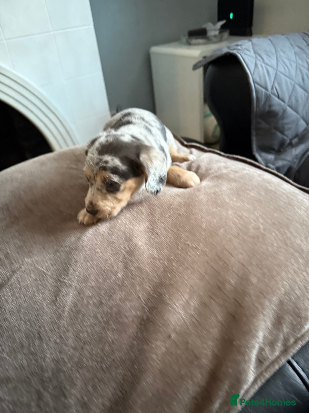 Mixed Breed dogs for sale: Doxiepoo  - Advert 8
