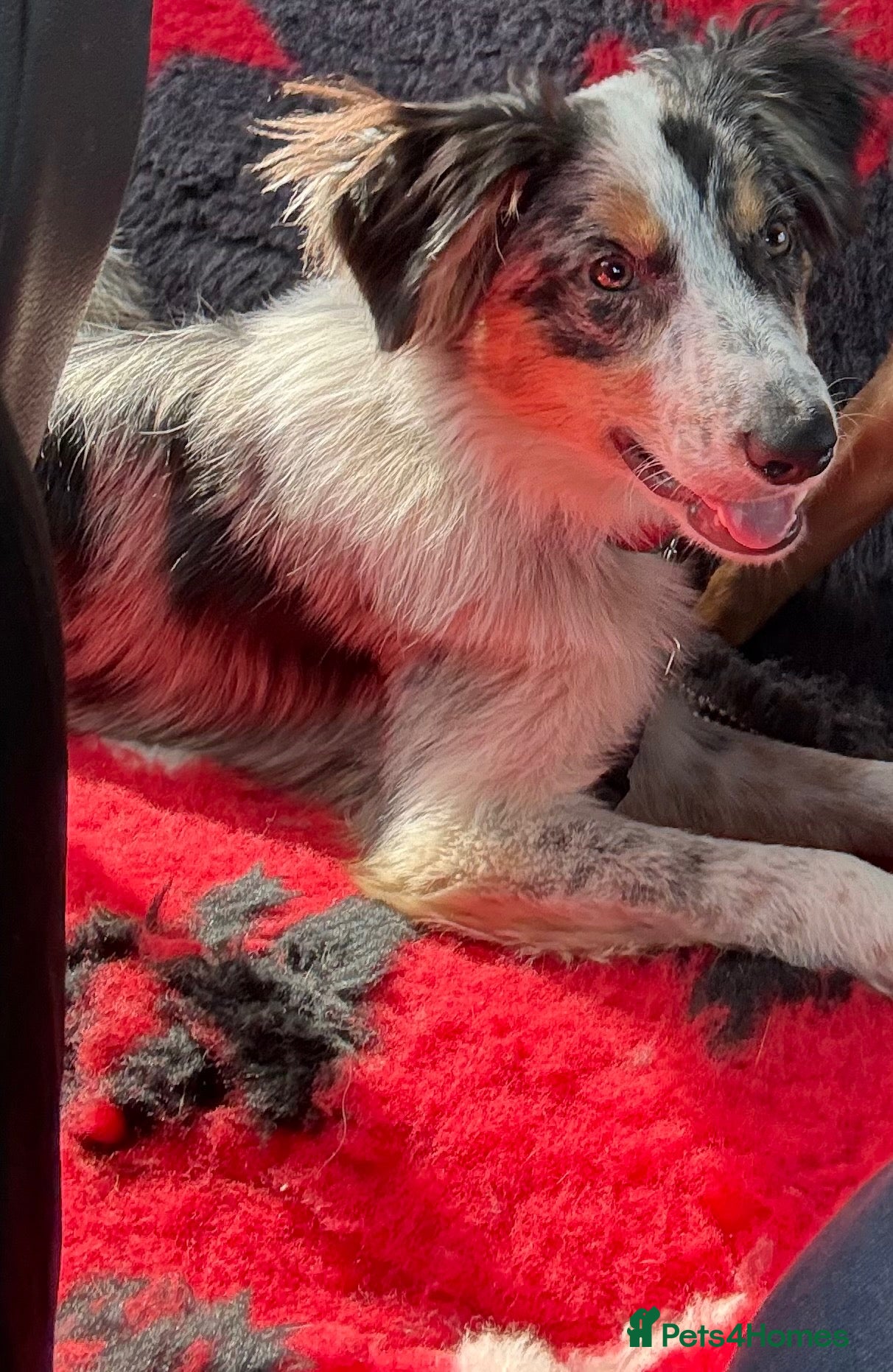 Australian Shepherd dogs Male Austrian shepherd  - Advert 1
