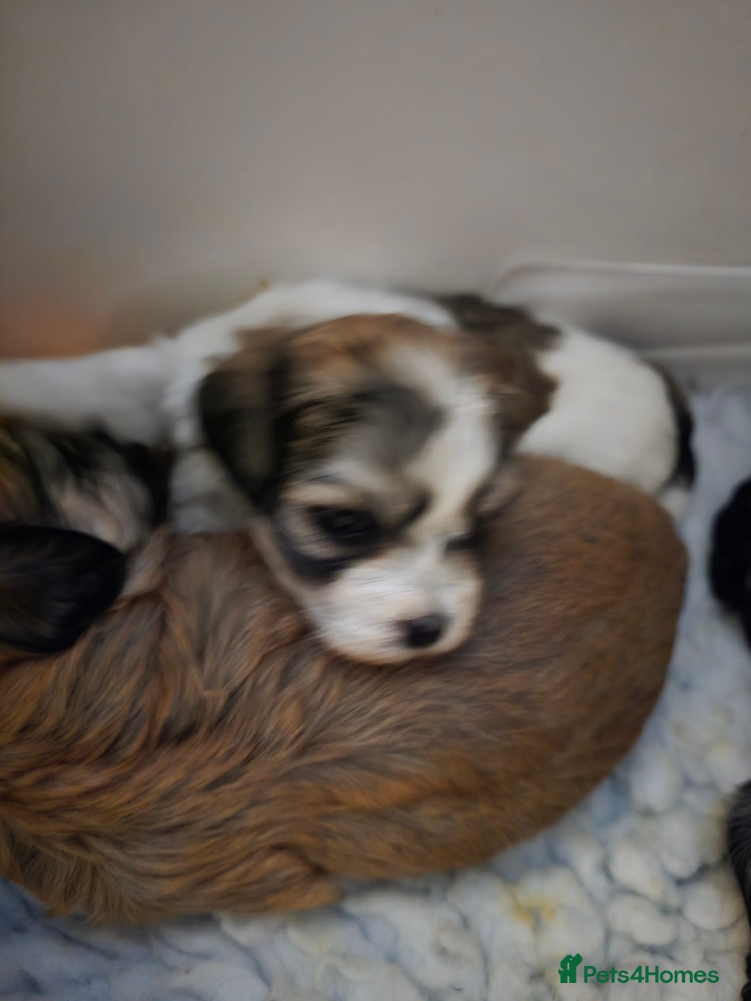 Havanese dogs for sale: Pedigree Havanese pups - Advert 2