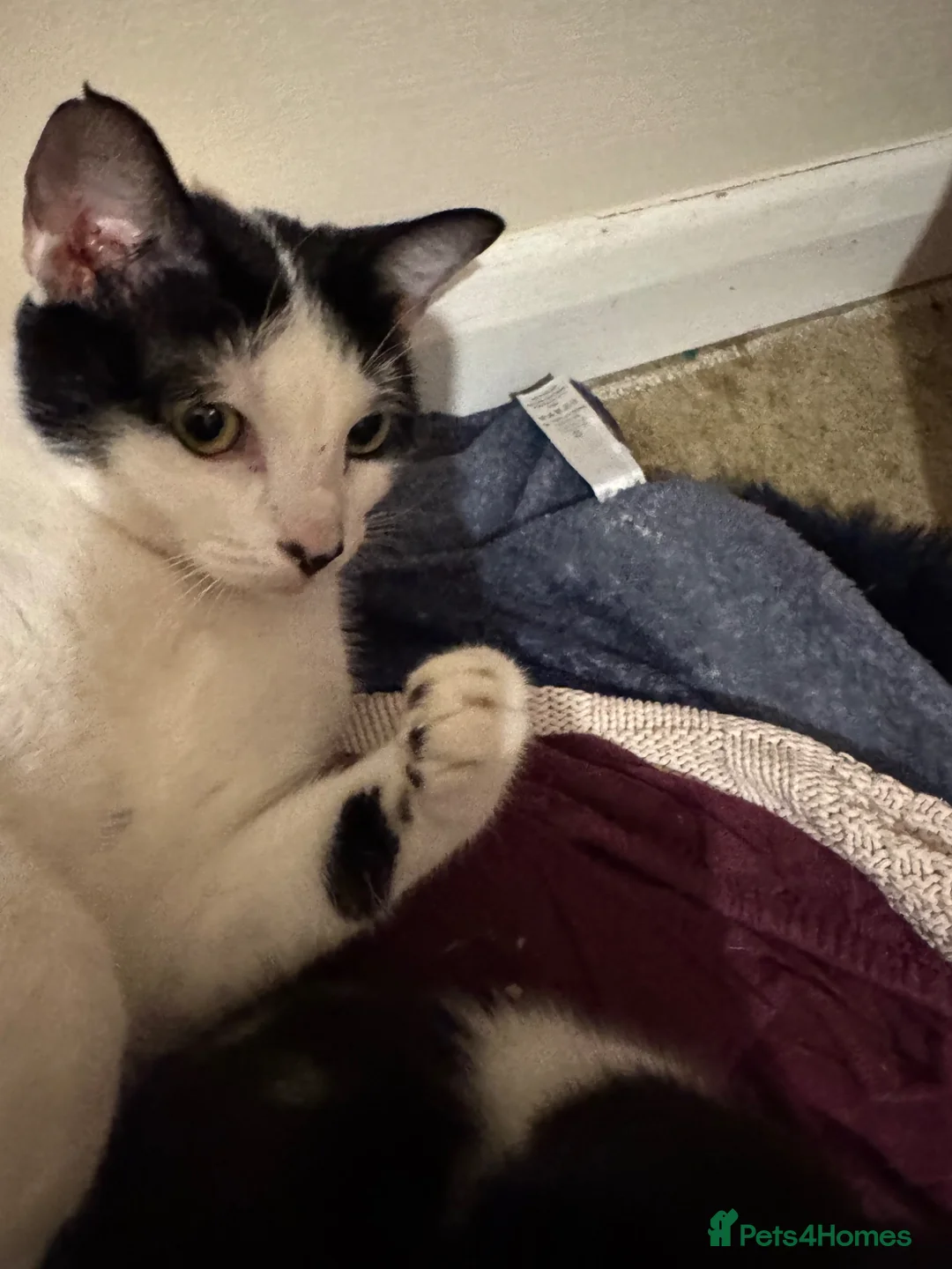 Mixed Breed cats for sale: Kitten  - Advert 6