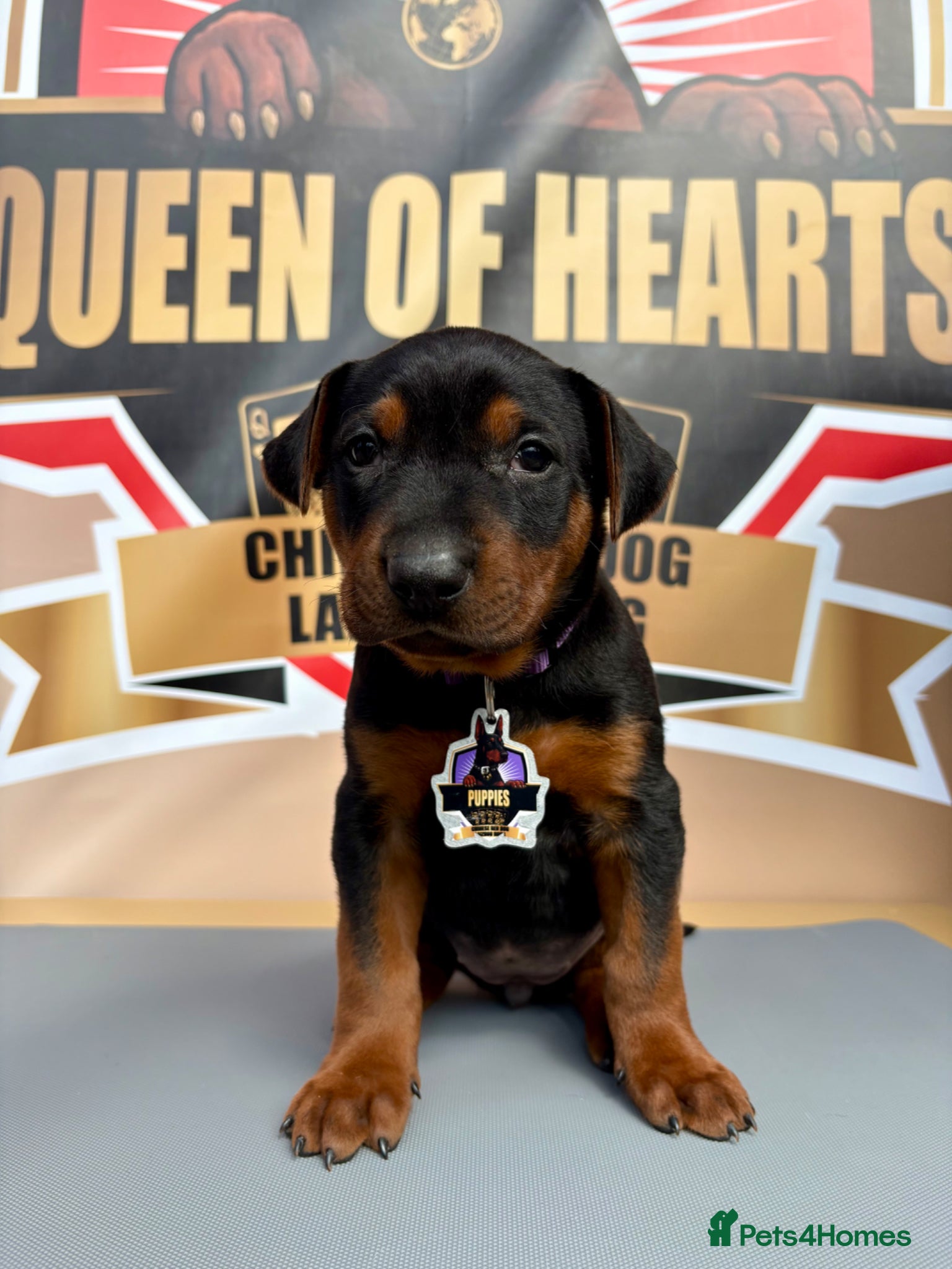 Chinese Red Dog dogs Stunning (Laizhou hong) Chinese red dog puppies  - Advert 2