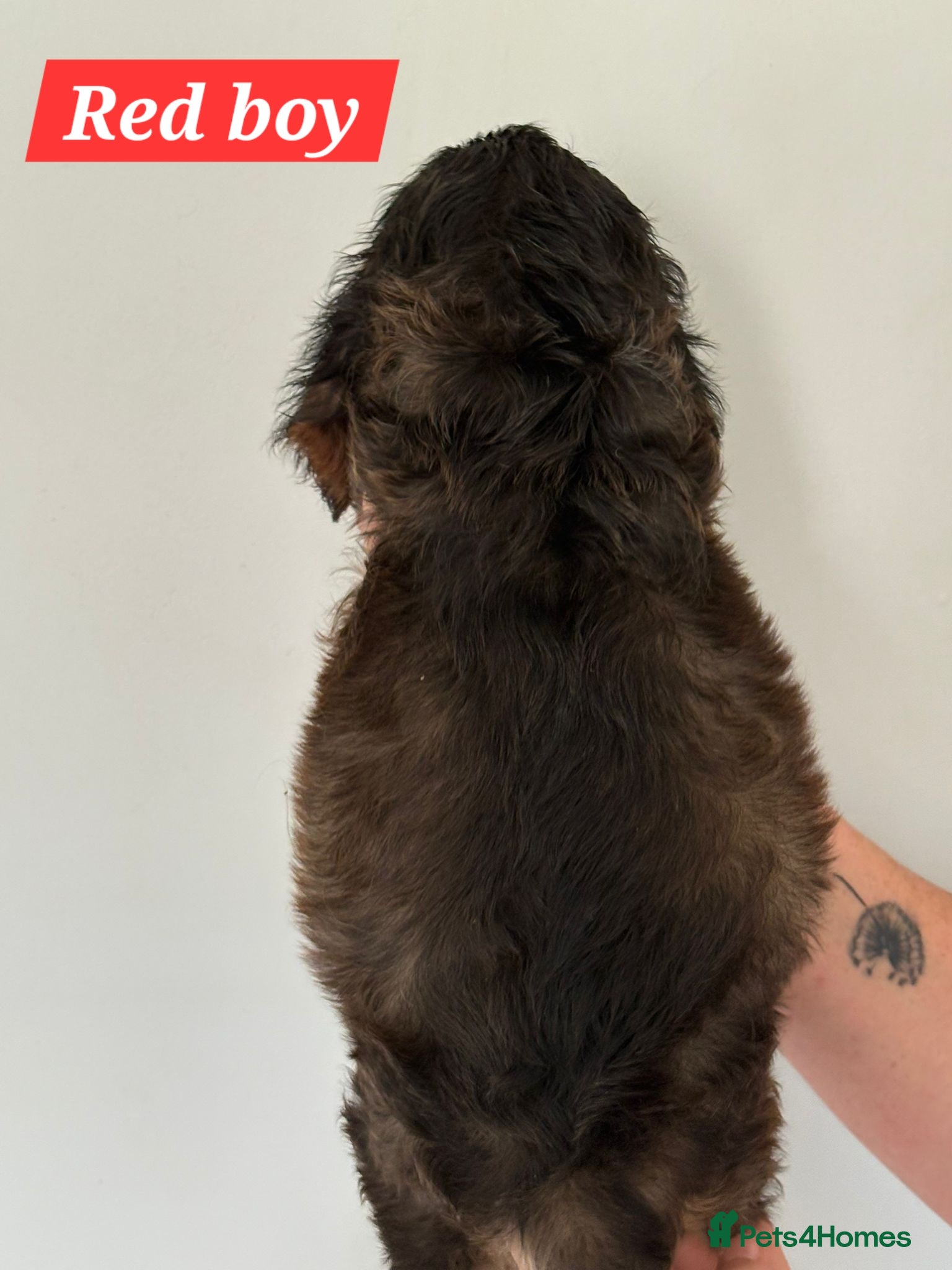 Cocker Spaniel dogs for sale: Show cocker spaniels - Advert 11