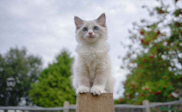 Ragdoll cats - Advert 5