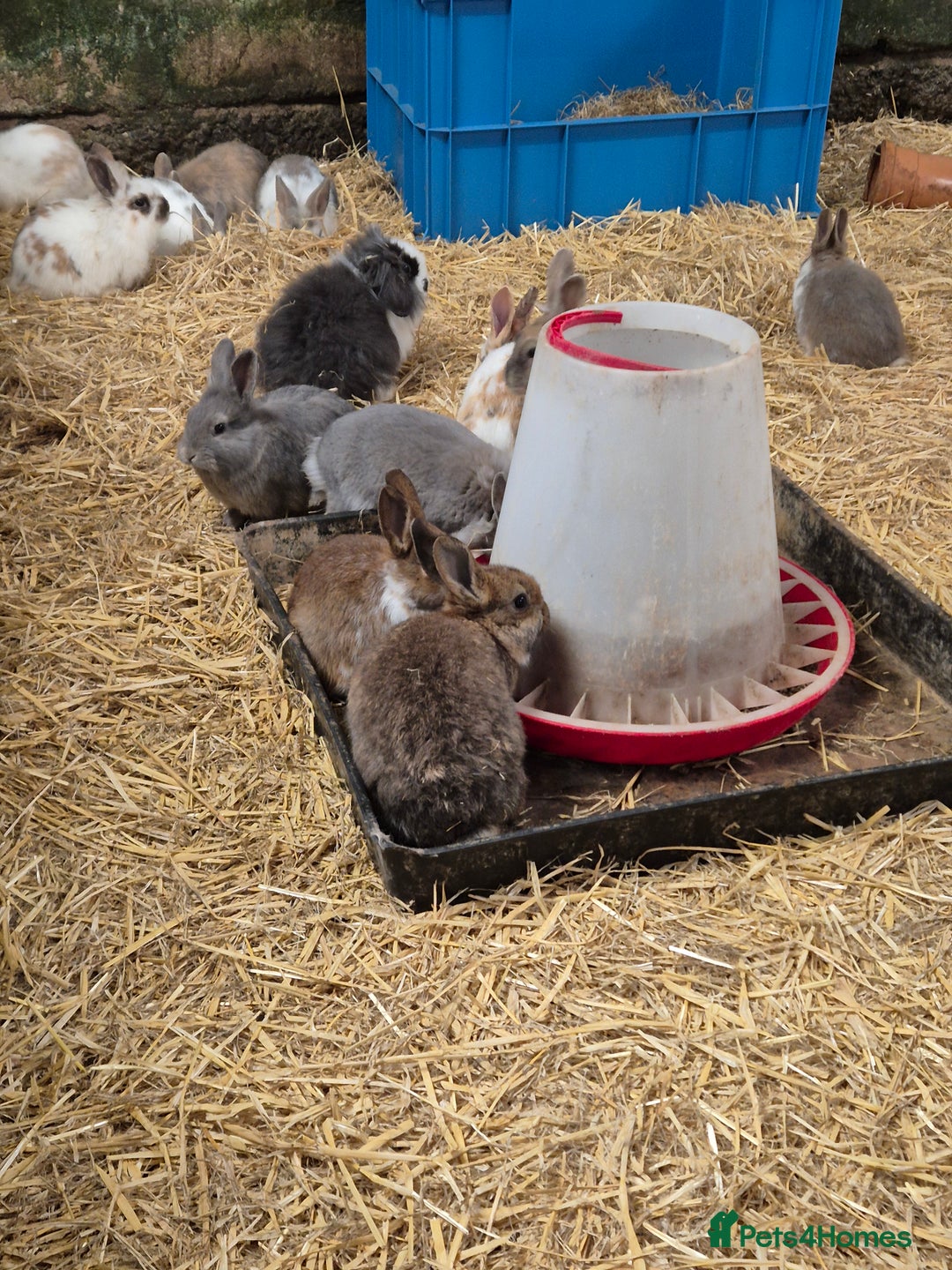 Mini Lop rabbits for sale: Bunnies looking for new homes - Advert 6