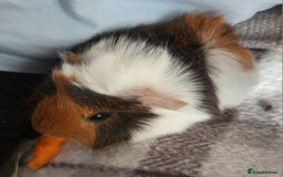 Guinea Pig rodents for sale: 4 boys and 1 girl baby guinea pigs - Advert 4