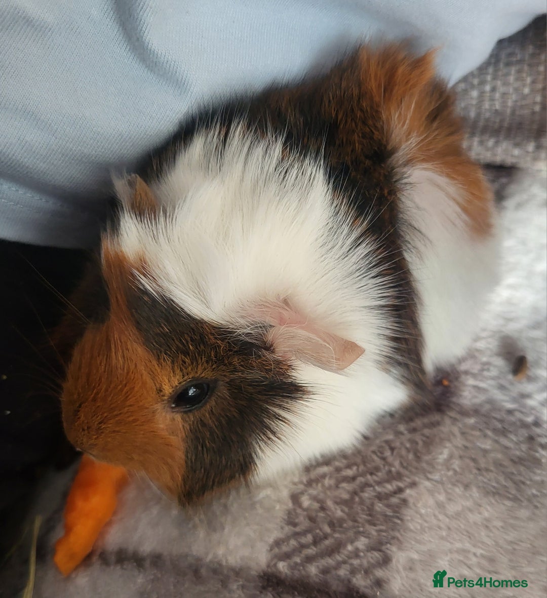 Guinea Pig rodents for sale: 4 boys and 1 girl baby guinea pigs - Advert 4