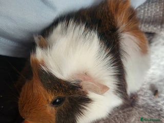 Guinea Pig rodents 2 boys and 1 girl baby guinea pigs - Advert 6