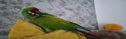 Macaws birds for sale: Military macaw for sale - Advert 3