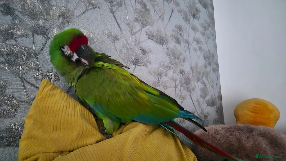 Macaws birds for sale: Military macaw for sale - Advert 3