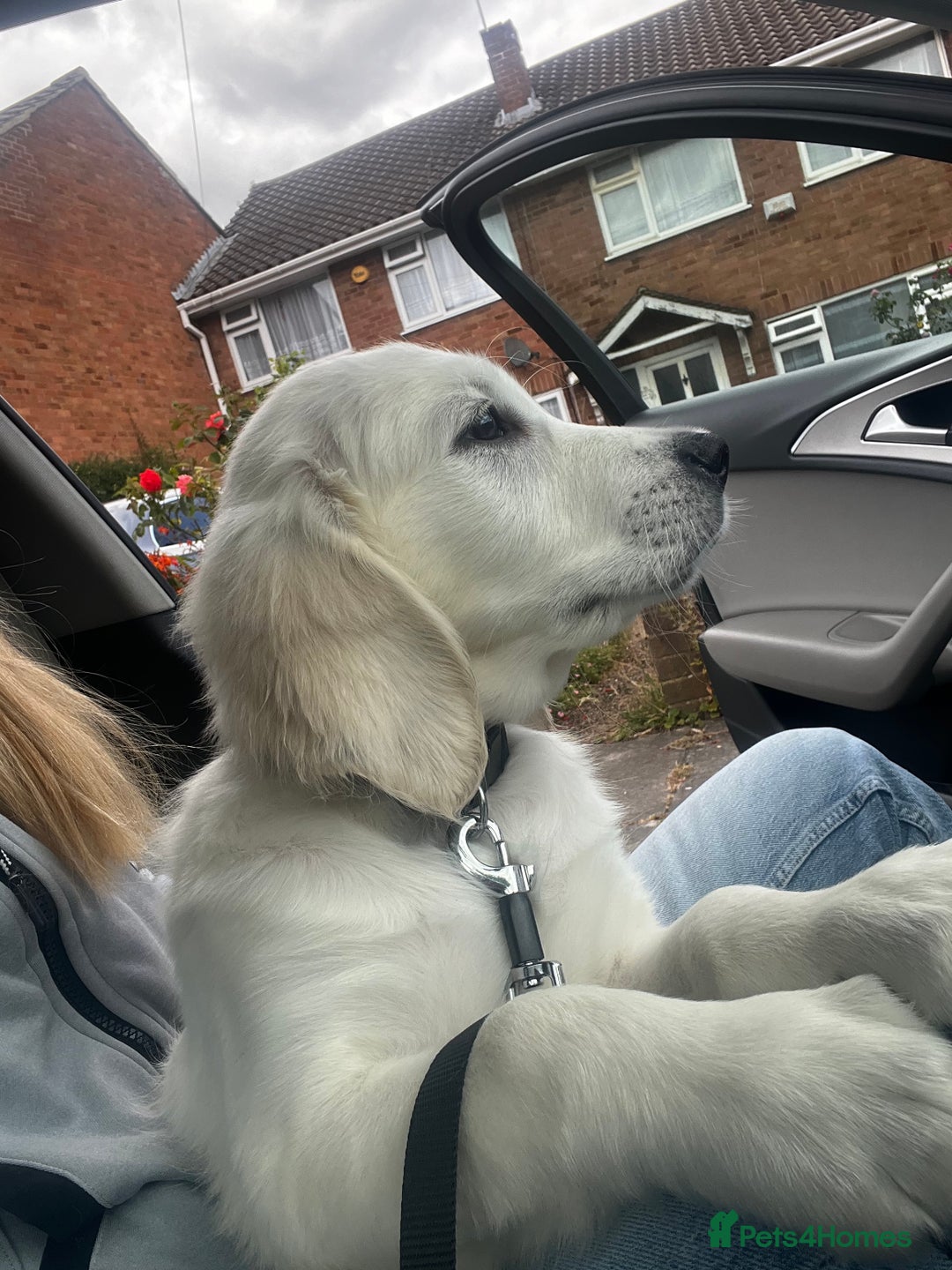 Golden Retriever dogs for sale: Only 2 left!Fully vaccinated !£1000 - Image 1