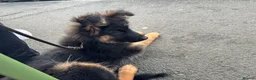 German Shepherd dogs for sale: KENNEL CLUB REG GIRL AVAILABLE  - Advert 15