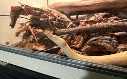 Boa Snake reptiles for sale: Albino red tail boa constrictor  - Image 2