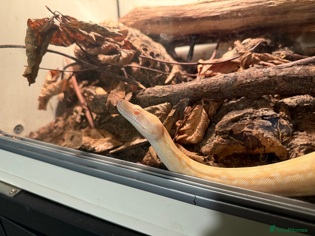 Boa Snake reptiles for sale: Albino red tail boa constrictor  - Image 2