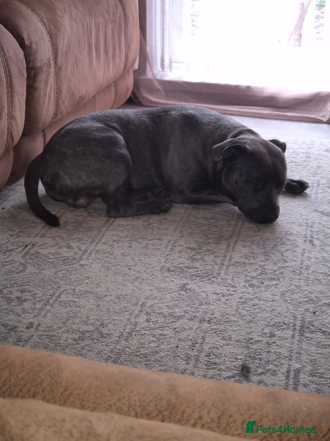 Staffordshire Bull Terrier dogs for stud: Staffordshire Bull Terrier for Stud - Image 5