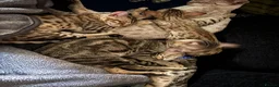 Savannah cats for sale: Savannah and Bengal hybrid kittens  - Advert 5