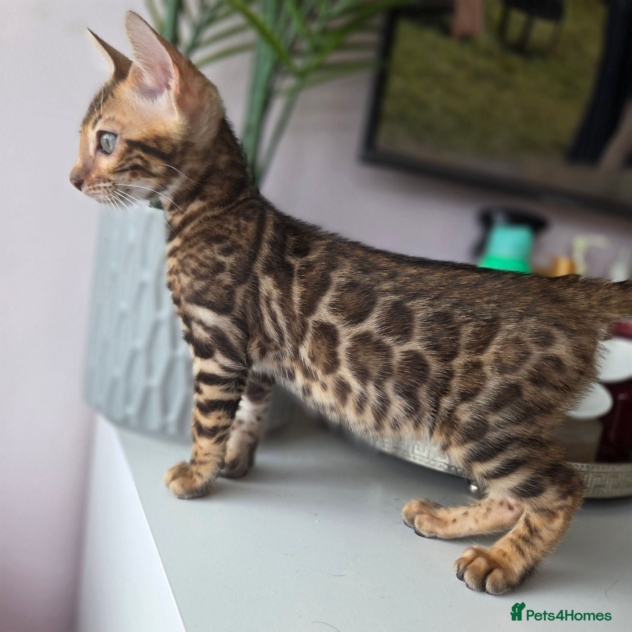 Bengal cats 💥ready now - LAST GIRL -Bengal Tica registered ⚜️ - Advert 8
