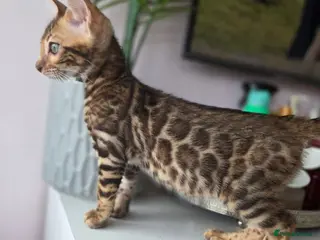 Bengal cats 💥ready now - LAST GIRL -Bengal Tica registered ⚜️ - Advert 8